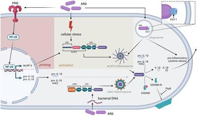 The role of inflammasomes as central inflammatory hubs in Mycobacterium tuberculosis infection